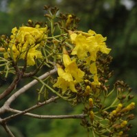 Tabebuia aurea (Silva Manso) Benth. & Hook.f. ex S.Moore